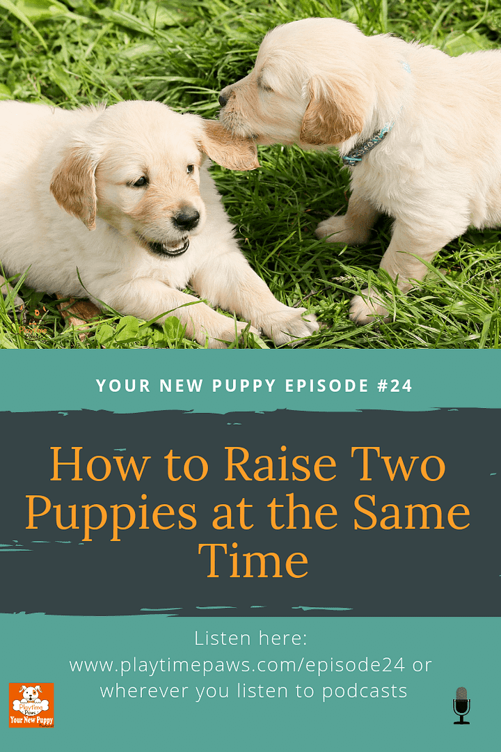 The thought of raising two puppies at the same time can be very appealing. What most of us don't realize is that it doesn't take two times the work...it takes three times the work.
